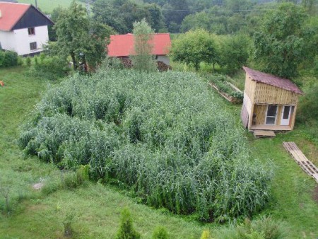 Koreňová čistiareň vôd